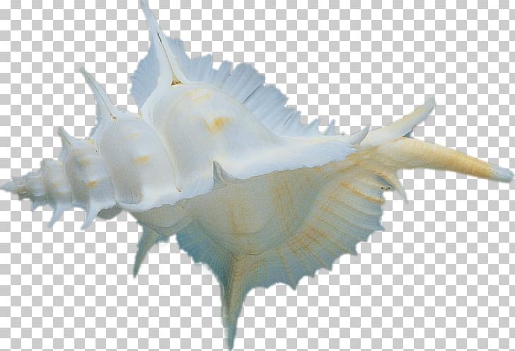 Seashell Conch Digital Marketing PNG, Clipart, Animals, Brand, Conch, Digital Image, Download Free PNG Download