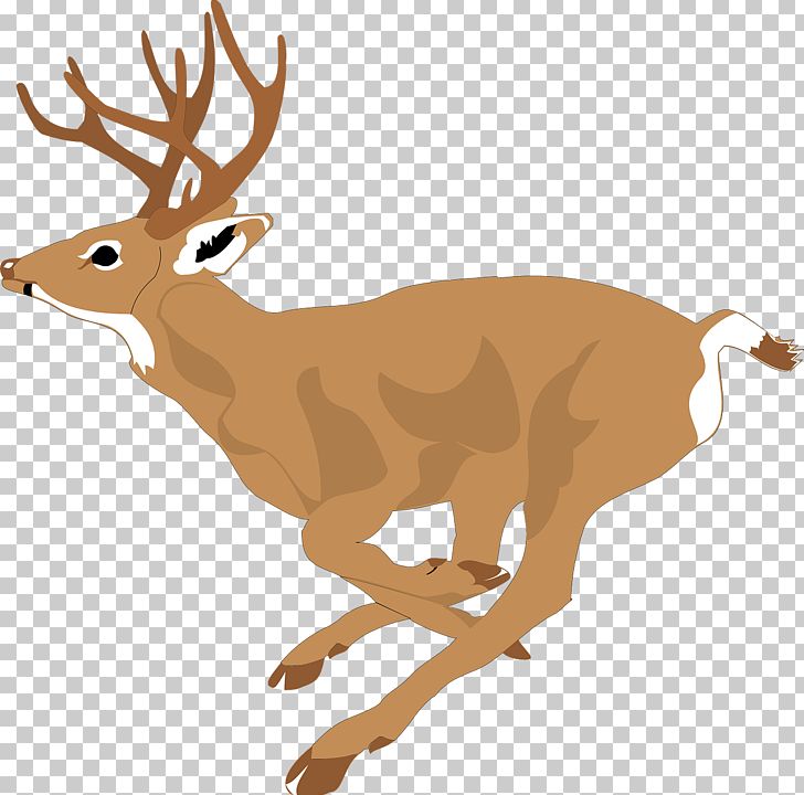 White-tailed Deer PNG, Clipart, Animal, Antler, Christmas Deer, Cuteness, Deer Free PNG Download