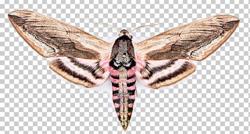 Insect Moth Moths And Butterflies Lymantria Dispar Dispar Hawk Moths PNG, Clipart, Bombycidae, Emperor Moths, Hawk Moths, Insect, Lymantria Dispar Dispar Free PNG Download