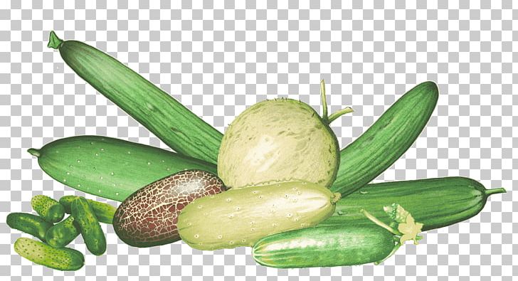 Pickled Cucumber Association Kokopelli Benih Cornichon PNG, Clipart, Association Kokopelli, Benih, Cornichon, Cucumber, Cucumber Gourd And Melon Family Free PNG Download