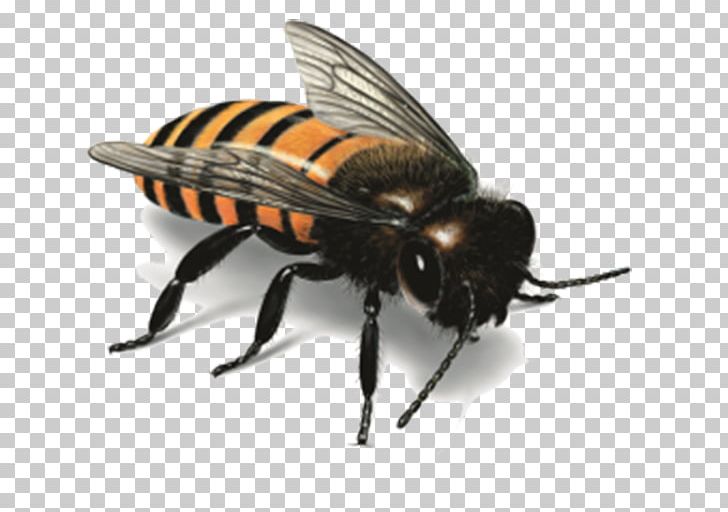 Western Honey Bee Insect Illustration PNG, Clipart, Arthropod, Bee, Bees, Bee Sting, Bumblebee Free PNG Download