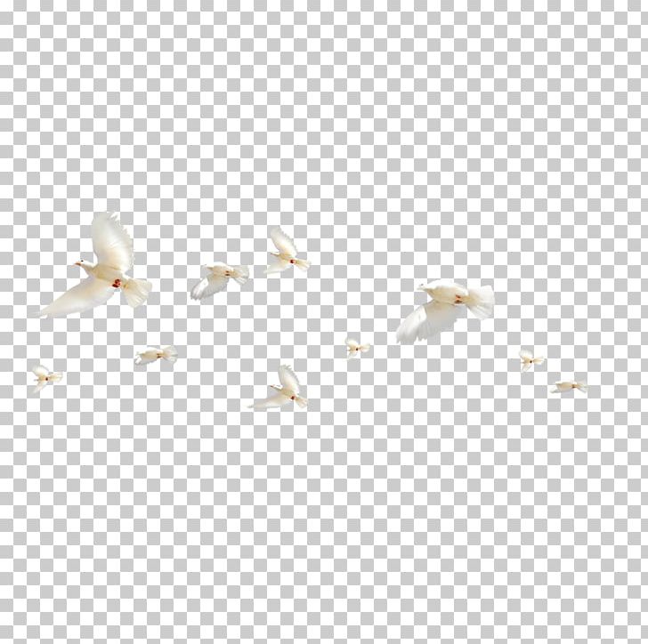 White Angle Pattern PNG, Clipart, Angle, Animals, Bird, Bird Cage, Birds Free PNG Download