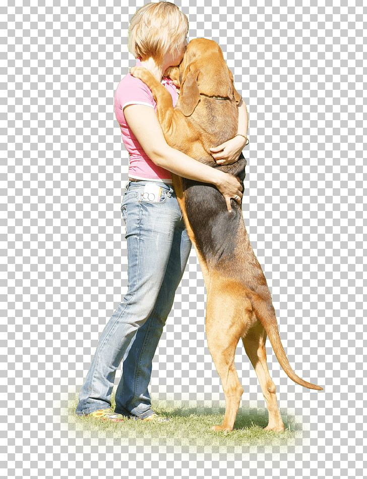 Dog Breed Puppy Companion Dog Obedience Training PNG, Clipart, Aggression, Animals, Bloodhound, Breed, Carnivoran Free PNG Download