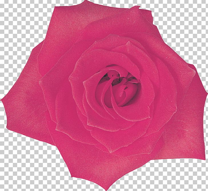 Garden Roses Centifolia Roses Cut Flowers Rosaceae PNG, Clipart, Centifolia Roses, Cut Flowers, Family, Flower, Flowering Plant Free PNG Download