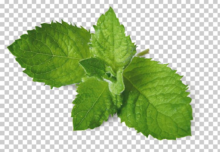 Mojito Mentha Spicata Electronic Cigarette Aerosol And Liquid Menthol Flavor PNG, Clipart, Chemical Substance, Electronic Cigarette, Electronic Cigarette , Essential Oil, Herb Free PNG Download