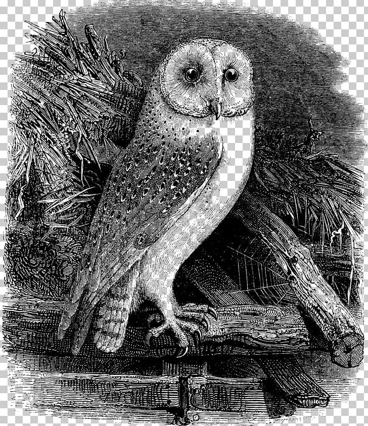 Barn Owl PNG, Clipart, Animals, Barn Owl, Beak, Bird, Bird Of Prey Free PNG Download