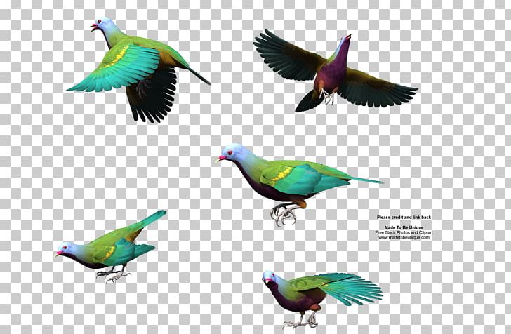 Bird Wing Wompoo Fruit Dove Gulls Squab PNG, Clipart, Animals, Background, Beak, Bird, Color Free PNG Download