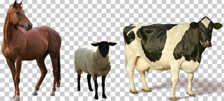 Cattle Horse PNG, Clipart, Cattle, Cattle Like Mammal, Computer Icons, Cow Goat Family, Desktop Wallpaper Free PNG Download