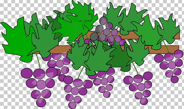 Common Grape Vine Wine PNG, Clipart, Common Grape Vine, Drawing, Flowering Plant, Food, Fruit Free PNG Download