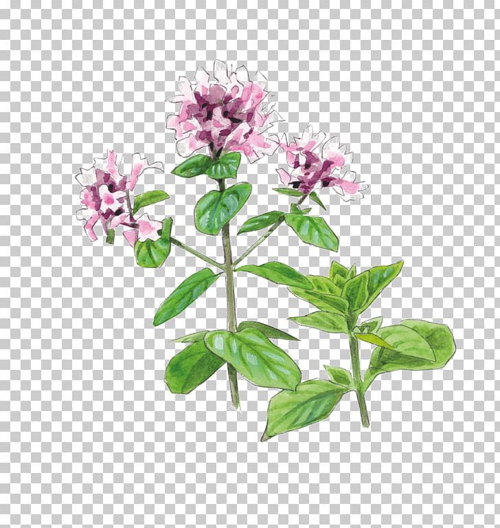 Oregano Herb Pianta Aromatica Common Sage Plant PNG, Clipart, Common Sage, Drawing, Flower, Flowering Plant, Flowerpot Free PNG Download