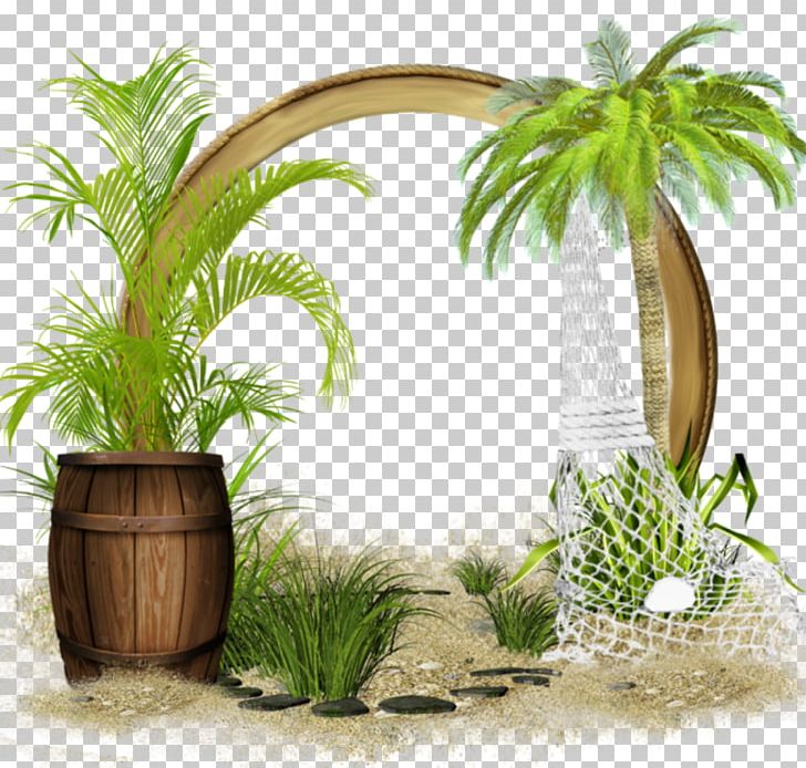 Coconut Flowerpot Summer Hit Hit Single Houseplant PNG, Clipart, Coconut, Flowerpot, Hit Single, Houseplant, Summer Hit Free PNG Download