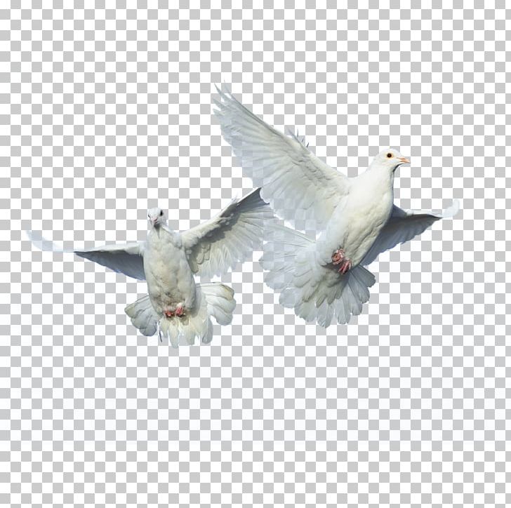 Domestic Pigeon Bird Columbidae Flight PNG, Clipart, Animals, Beak, Bird, Columbidae, Desktop Wallpaper Free PNG Download