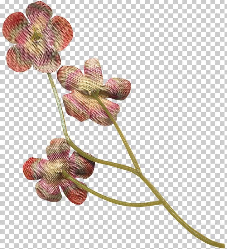 Moth Orchids Scrapbooking Petal Plant Stem PNG, Clipart, Bud, Flower, Flowering Plant, Moth Orchid, Moth Orchids Free PNG Download