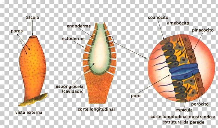 Sponge Multicellular Organism Invertebrate Eukaryote PNG, Clipart, Eukaryote, Filter Feeder, Invertebrate, Multicellular Organism, Organism Free PNG Download