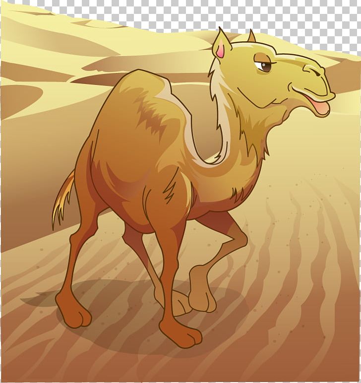 Dromedary Bactrian Camel Desert PNG, Clipart, Animal, Animals, Arabian Camel, Camel Vector, Cartoon Free PNG Download