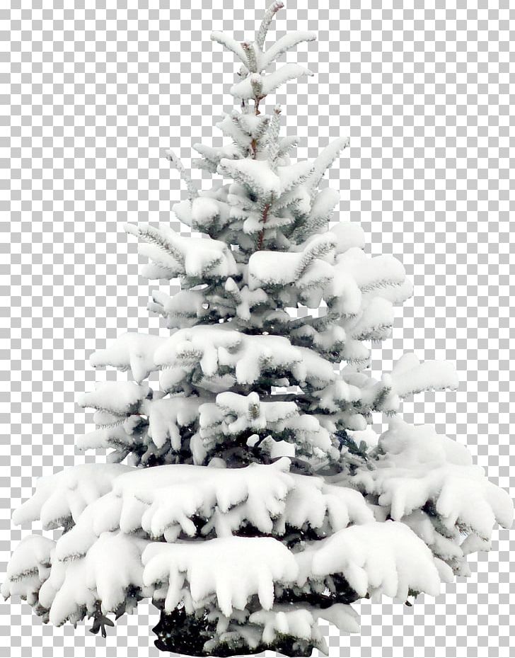 Snow Tree Pine Christmas PNG, Clipart, Christmas Decoration, Christmas Ornament, Christmas Tree, Conifer, Conifer Cone Free PNG Download