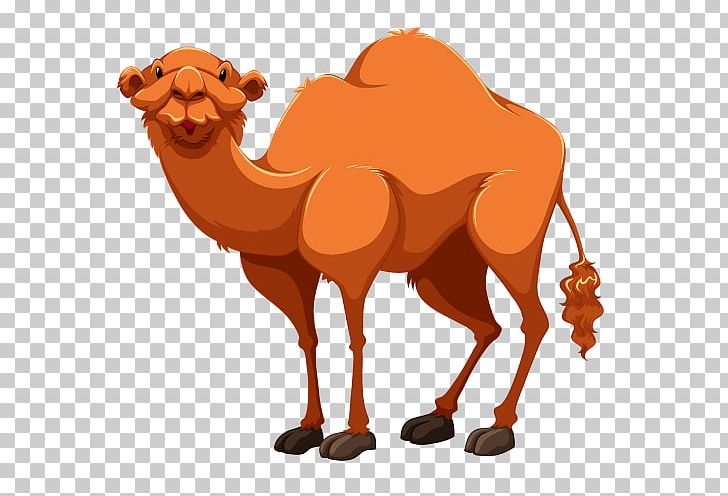 Bactrian Camel Dromedary PNG, Clipart, Arabian Camel, Bactrian Camel, Camel, Camel Like Mammal, Cartoon Camel Free PNG Download