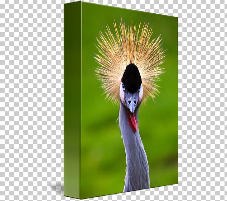 Beak Feather PNG, Clipart, Beak, Bird, Crane, Crane Like Bird, Crowned Crane Free PNG Download