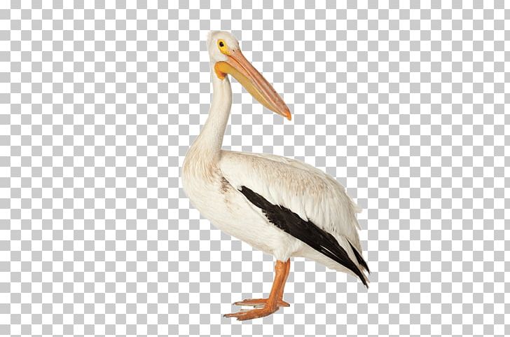 Bird Brown Pelican American White Pelican Deepwater Horizon Oil Spill Pelecaniformes PNG, Clipart, American White Pelican, Animal, Animals, Australian Pelican, Bald Eagle Free PNG Download