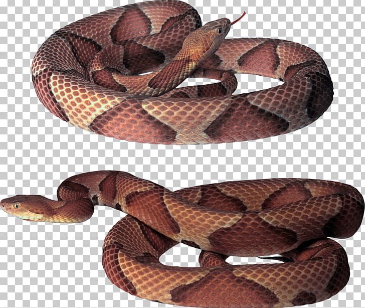 Common Garter Snake Vipers PNG, Clipart, Animals, Boa Constrictor, Boas, Colubridae, Common Garter Snake Free PNG Download