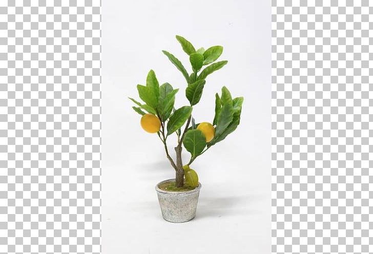Flowerpot Houseplant Herb PNG, Clipart, Branch, Flowerpot, Herb, Houseplant, Lemon Tree Free PNG Download