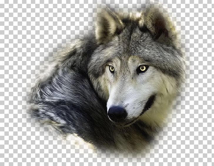 Utonagan Animal WolfQuest Presentation Siberia PNG, Clipart, Animal, Canis Lupus Tundrarum, Descendants, Dog, Dog Like Mammal Free PNG Download
