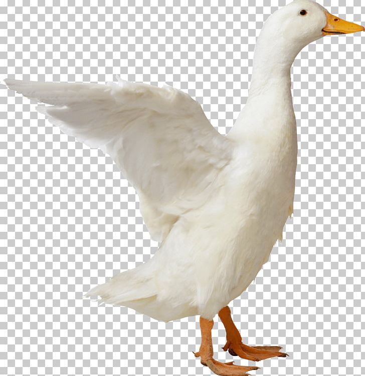 American Pekin Duck Goose Mallard PNG, Clipart, Akitainu, American Pekin, Animals, Beak, Bird Free PNG Download