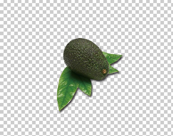 Avocado Euclidean Icon PNG, Clipart, Avocado, Avocado Juice, Avocado Oil Seed, Avocados, Avocado Smoothie Free PNG Download