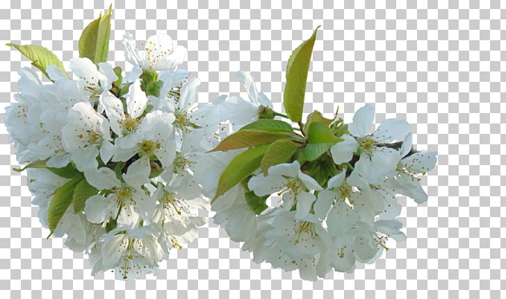 Flower Blog PNG, Clipart, Blog, Blossom, Blossoms, Branch, Cerasus Free PNG Download