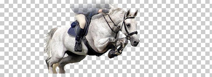 Horse Bridle Pony Equestrian English Riding PNG, Clipart, Bit, Bridle, English Riding, Equestrian, Equestrian Centre Free PNG Download