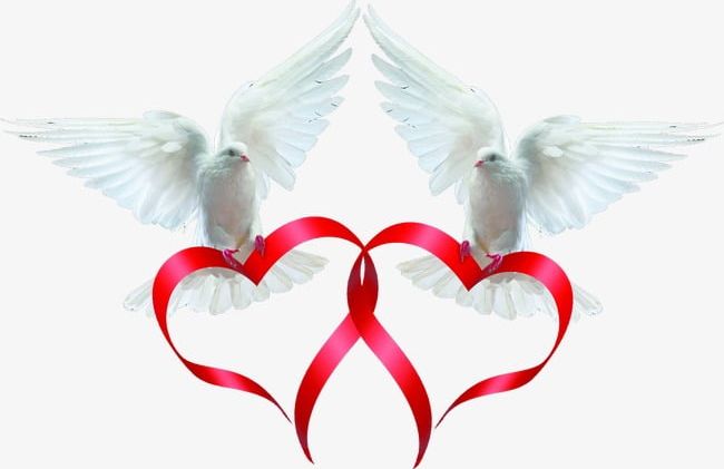 Pigeon Love Ribbon PNG, Clipart, Love, Love Clipart, Lover, Pigeon, Pigeon Clipart Free PNG Download