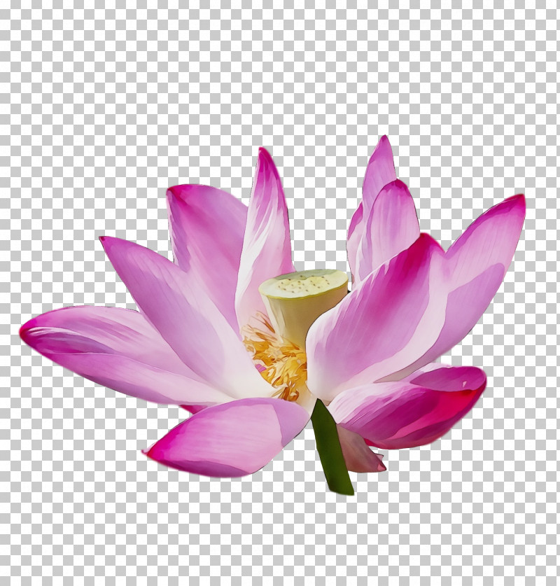 Sacred Lotus Herbaceous Plant Purple Close-up Plants PNG, Clipart, Biology, Closeup, Herbaceous Plant, Lotusm, Paint Free PNG Download