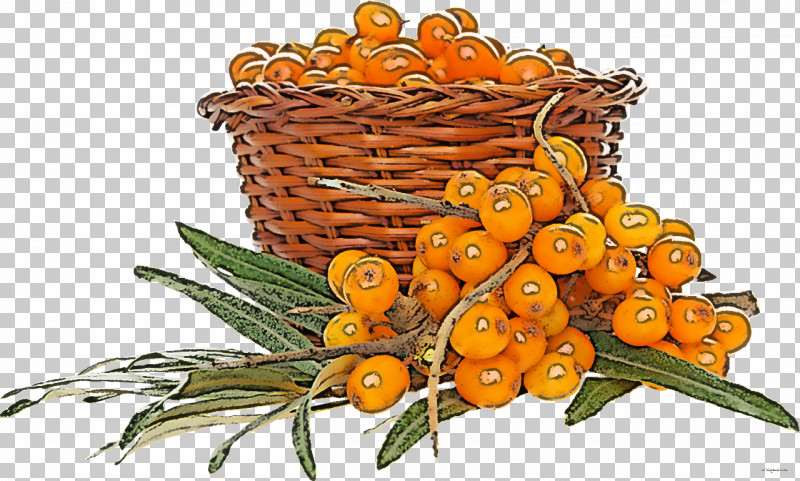 Hippophae Plant Tangerine Fruit Flower PNG, Clipart, Citrus, Flower, Fruit, Hippophae, Kumquat Free PNG Download
