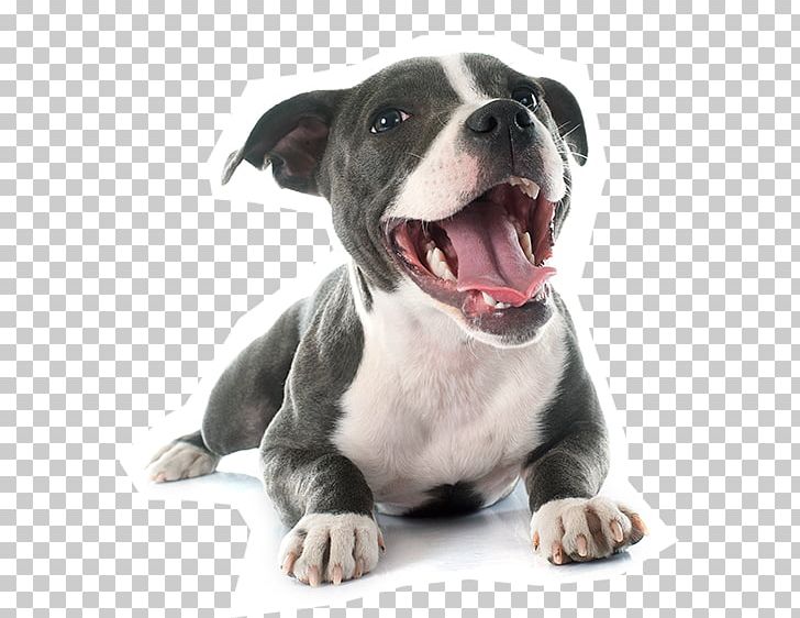 American Pit Bull Terrier Staffordshire Bull Terrier American Staffordshire Terrier PNG, Clipart, American Bulldog, American Pit Bull Terrier, American Staffordshire Terrier, Animals, Bull Terrier Free PNG Download