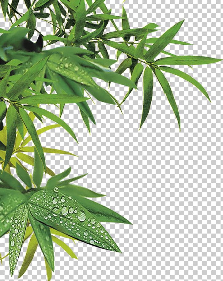 Bamboo Portable Media Player PNG, Clipart, Android, Bamboe, Bamboo, Cannabis, Computer Icons Free PNG Download