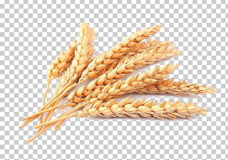 Cereal Stock Photography Common Wheat Ear PNG, Clipart, Cereal, Cereal Germ, Commodity, Common Wheat, Crop Free PNG Download
