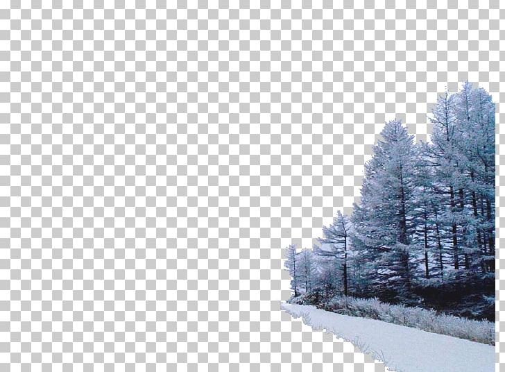 Winter Tree Snow PNG, Clipart, Blizzard, Blog, Christmas Tree, Coconut Tree, Conifer Free PNG Download