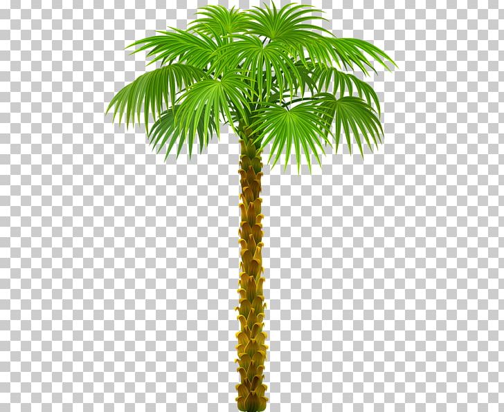 Arecaceae Desktop Tree PNG, Clipart, Arecaceae, Arecales, Areca Nut, Attalea Speciosa, Borassus Flabellifer Free PNG Download