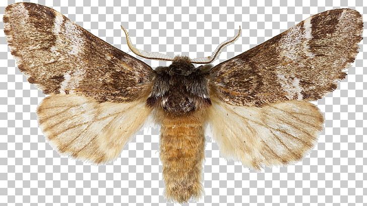 Brush-footed Butterflies Apamea Insect Cucullia Eulepis Brown House Moth PNG, Clipart, Animals, Arthropod, Bombycidae, Brush Footed Butterfly, Butterfly Free PNG Download