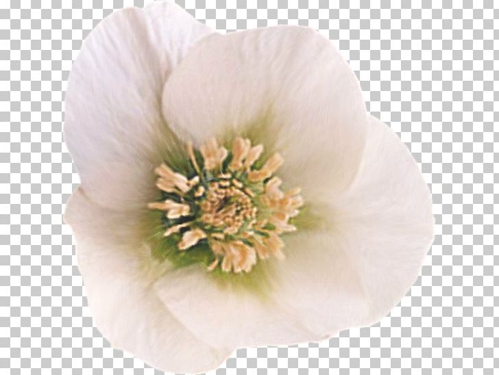 Flower Petal Garden Roses PNG, Clipart, 1 October, 21 March, Advertising, Anemone, Blossom Free PNG Download