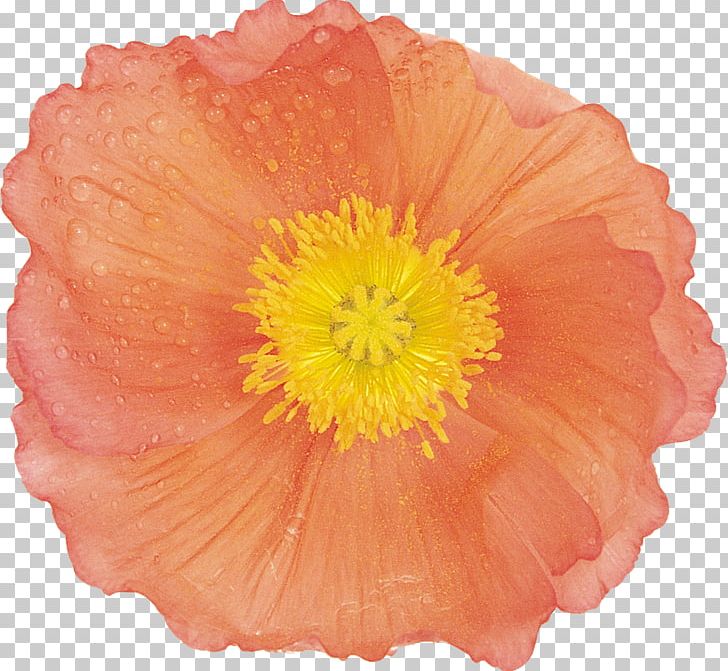 Flower Poppy Painting Google S PNG, Clipart, Annual Plant, Benzersiz, Blume, Flower, Flowering Plant Free PNG Download
