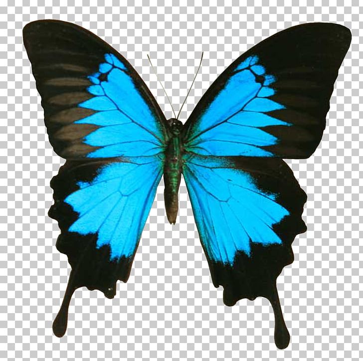 Swallowtail Butterfly Papilio Ulysses Insect Papilio Machaon PNG, Clipart, Achillides, Brush Footed Butterfly, Insect, Insects, Invertebrate Free PNG Download