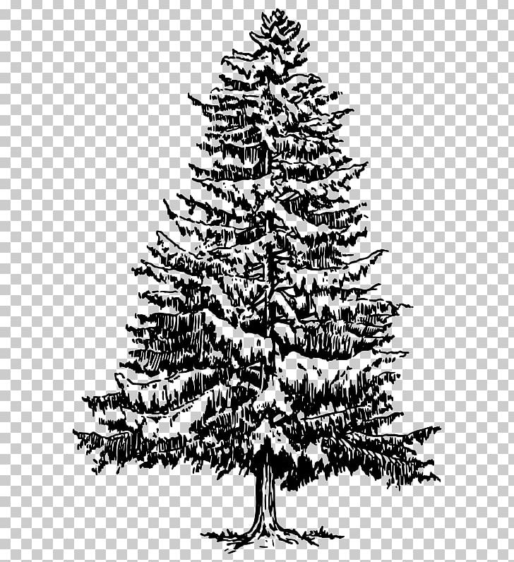 Drawing Tree Fir Hemlocks PNG, Clipart, Art, Black And White, Branch, Christmas Decoration, Christmas Ornament Free PNG Download