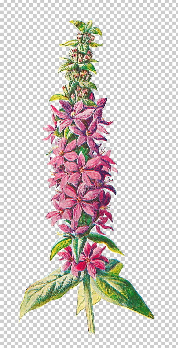 Familiar Wild Flowers Purple-loosestrife Wildflower PNG, Clipart, Art, Botanical, Clip Art, Color, Drawing Free PNG Download