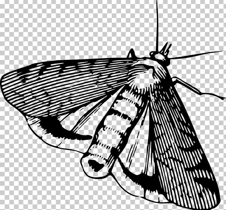 Moth Butterfly Interesting Insects Beetle PNG, Clipart, Arthropod, Beetle, Black And White, Brush Footed Butterfly, Insects Free PNG Download
