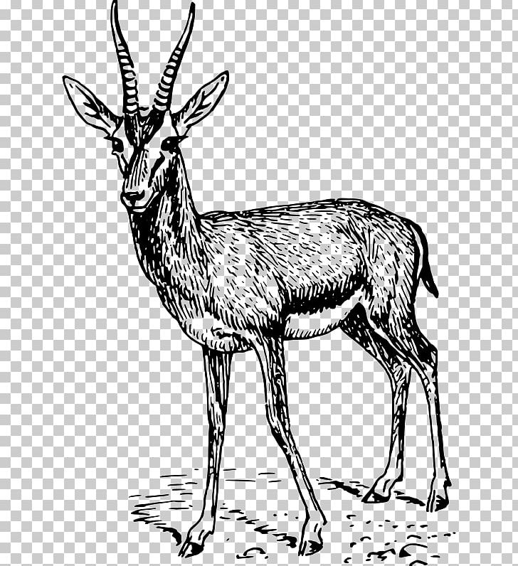 Gazelle Springbok PNG, Clipart,  Free PNG Download