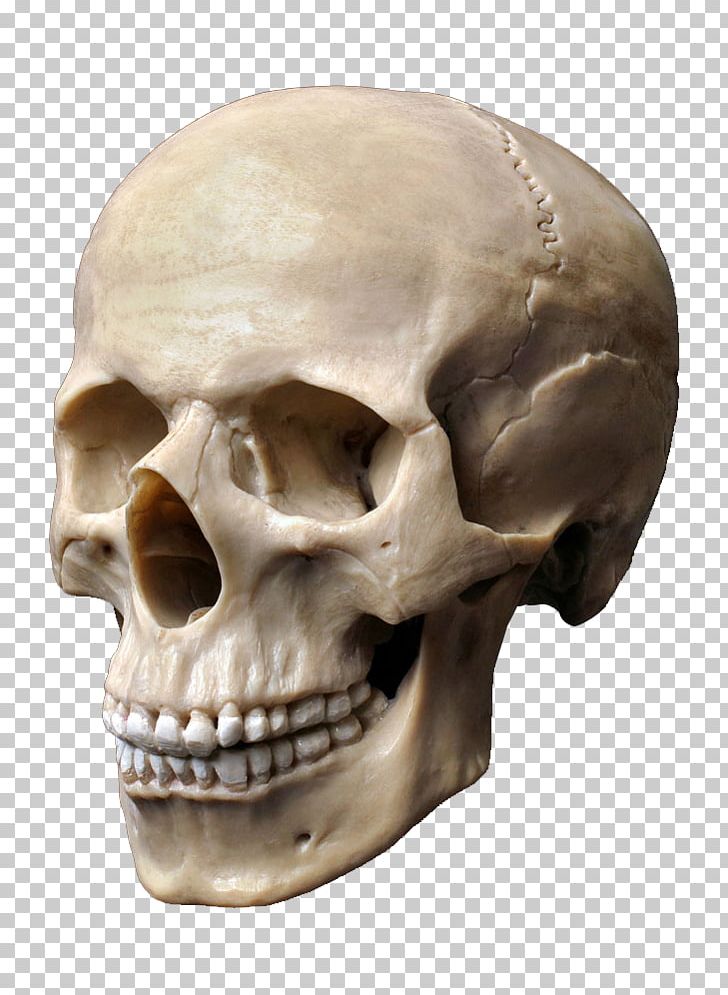 Human Skull Stock Photography Human Skeleton Human Head PNG, Clipart, Bone, Creative, Depositphotos, Element, Face Free PNG Download