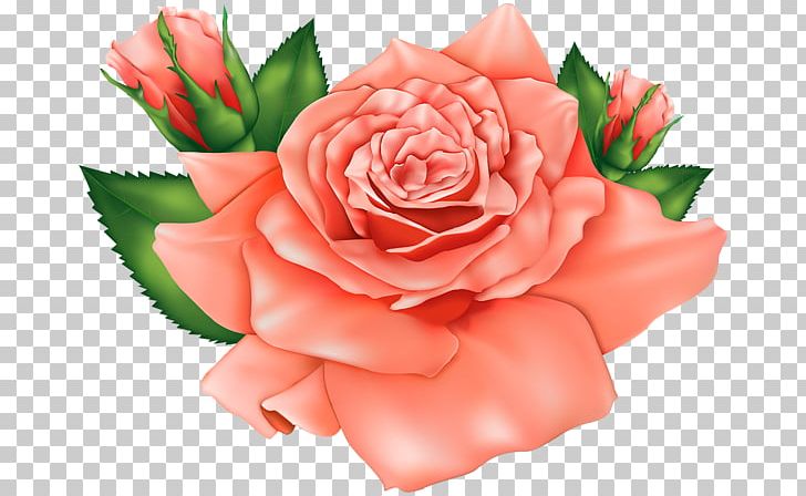 Rose Flower Orange PNG, Clipart, Closeup, Cut Flowers, Desktop Wallpaper, Floral Design, Floribunda Free PNG Download