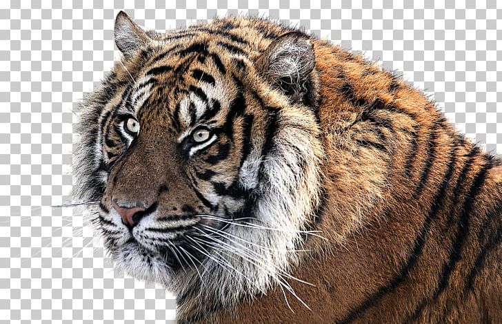 Tiger Resolution PNG, Clipart, Animal, Animals, Big Cats, Carnivoran, Cat Like Mammal Free PNG Download