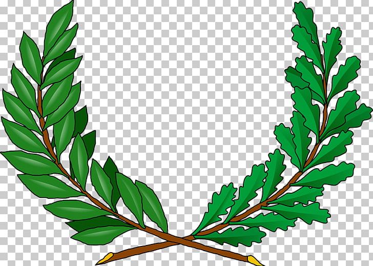 Vine PNG, Clipart, Branch, Computer, Download, Flowering Plant, Food Free PNG Download
